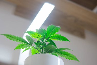 Büyüyen esrar bitki. Esrar bırakır. Yakın çekim. Yapay ışık altında büyüyen kapalı ekimi kavramı. Bitki örtüsü dönemi. Evde esrar büyüyen.