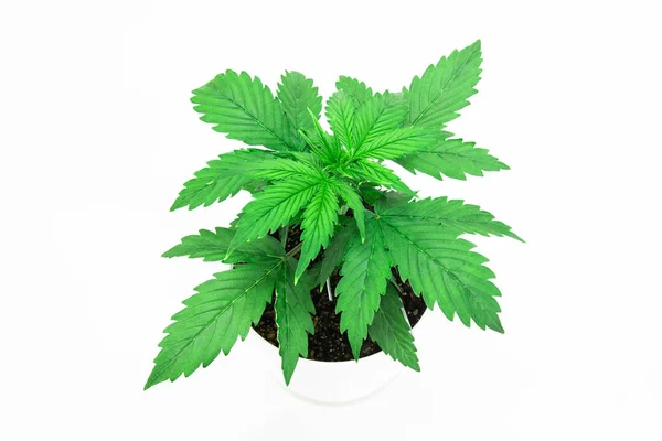室内种植。植被期。大麻在白色背景隔离。大麻植物生长。美丽的背景。大麻叶。特写. — 图库照片