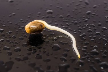 Kenevir tohumu. Germinated esrar tohumu. yakın çekim makro. Kenevir tohumu satışı. Makro fotoğraf ekimi tohumları. Siyah bir arka plan üzerinde kök. Kenevir tohumu filizlenme. Vurgulama kenevir.