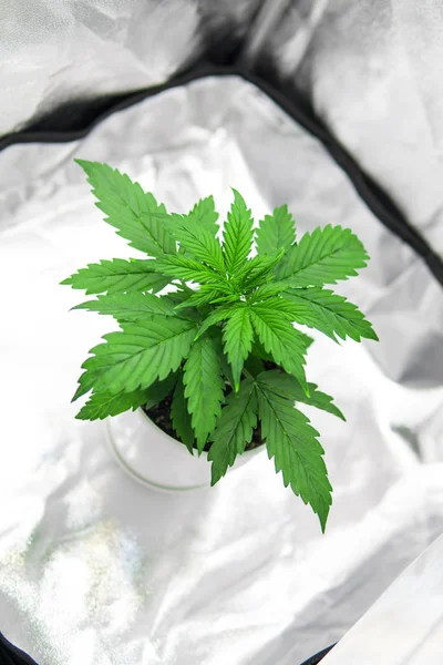 Vegetation of Cannabis Growing. Top view. Marijuana in grow box tent. Cannabis Plant Growing. Growing marijuana at home Indoor. Cultivation growing under led light.