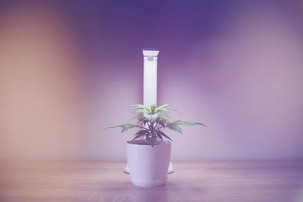 Conceito de cultivo interno de crescimento sob luz artificial. Folhas de marijuana. Fecha. Cannabis Plant Growing. Período vegetativo. Cultivando maconha em casa. Cannabis em cima da mesa . — Fotografia de Stock