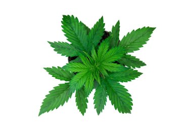 Büyüyen esrar bitki. Güzel arka plan. Bitki örtüsü dönemi. Esrar bırakır. Üstten Görünüm. Beyaz bir arka plan üzerinde esrar yalıtmak. Kapalı ekimi.