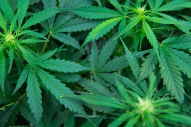 Esrar çiçeklenme başında. Yaprakların yeşil arka plan. Kapı kenevir büyümeye. Genç esrar bitki. Cbd. yasal esrar ekimi içinde belgili tanımlık ev ile tıbbi indica.