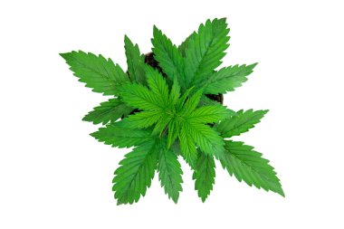 Büyüyen esrar bitki. Güzel arka plan. Bitki örtüsü dönemi. Esrar bırakır. Üstten Görünüm. Beyaz bir arka plan üzerinde esrar yalıtmak. Kapalı ekimi.