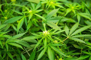 Kapı kenevir büyümeye. Tıbbi indica Cbd. genç esrar bitki ile. Esrar çiçeklenme başında. Yaprakların yeşil arka plan. İçinde belgili tanımlık ev yasal esrar ekimi.