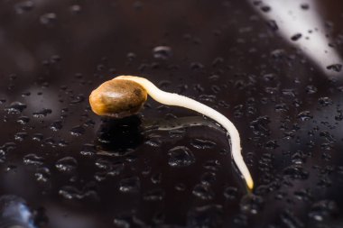 Germinated esrar tohumu. yakın çekim makro. Kenevir tohumu satışı. Makro fotoğraf ekimi tohumları. Siyah bir arka plan üzerinde kök. 