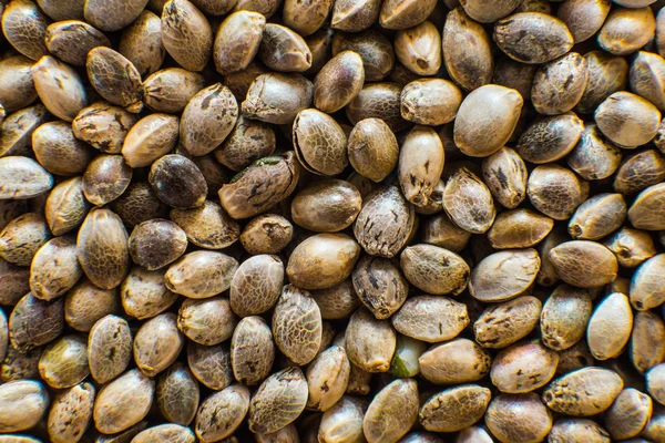 Pohled shora. Konopí semena pozadí v makru. Makro detail marihuany semena. Mnoho semen konopí. Organických semen konopí. — Stock fotografie
