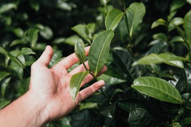 yakın kadar elinde çay bitki yeşil renkli yaprakları