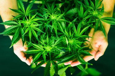 Tıbbi esrar ve marihuana yasallaştırma. Esrar bırakır. Ot dikim. Yeşil arka plan. Kapalı ekimi büyüyen. Esrar ve bitkiler kapatın. Üstten görünüm. Esrar çiçekler.