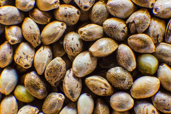 Mnoho semen konopí. Organických semen konopí. Pohled shora. Konopí semena pozadí v makru. Makro detail marihuany semena. — Stock fotografie