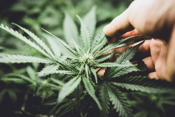 Grön bakgrund av löv. Läkemedel indica med Cbd. Odla hampa i dörren. Unga cannabisplantan. Cannabis i början av blomningen. lynnig färg — Stockfoto