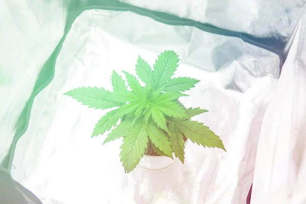 Cannabis Plant Growing. Top view. Marijuana in grow box tent. Growing marijuana at home Indoor. Vegetation of Cannabis Growing.