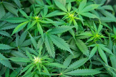 Esrar çiçeklenme başında. Yaprakların yeşil arka plan. Kapı kenevir büyümeye. Genç esrar bitki. Cbd. yasal esrar ekimi içinde belgili tanımlık ev ile tıbbi indica.