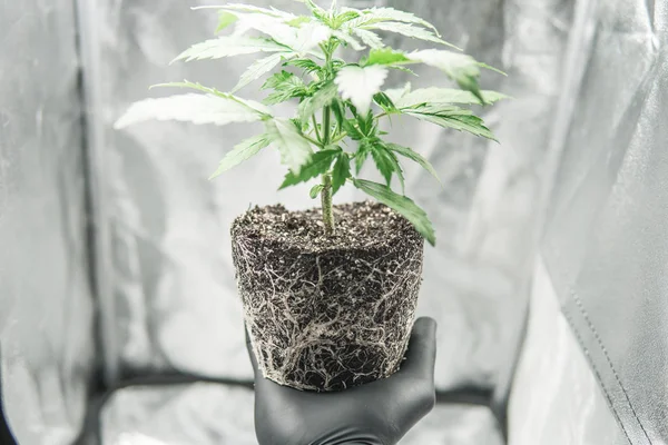 Macro gezonde cannabis wortels. CBD in wortels marihuana. Wortels In de handen van de teler, de mooie wortels van de marihuana plant. Professionele cannabisteelt groeien. — Stockfoto