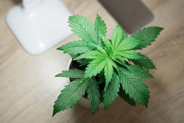 Cannabis Plant Growing. Indoor cultivation concept of growing under artificial light. Close up. Vegetation period. Growing marijuana at home. Marijuana leaves. Cannabis on on the table.