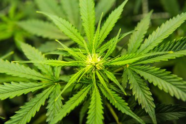 Esrar çiçeklenme başında. Genç esrar bitki. Yasal esrar ekimi içinde belgili tanımlık ev. Tıbbi indica Cbd ile. Kapı kenevir büyümeye. Yaprakların yeşil arka plan.
