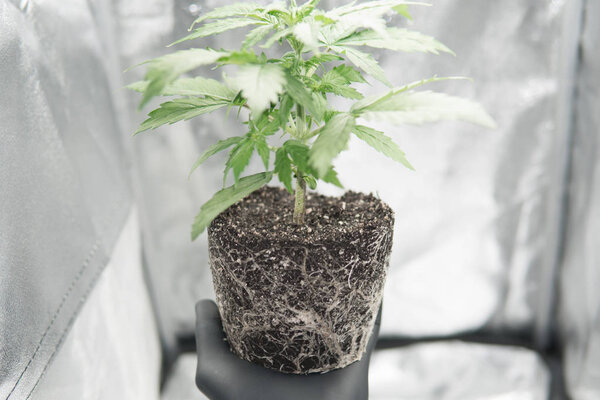 CBD в корнях марихуаны. Корни В руках производителя, красивые корни растения марихуаны. Профессиональное выращивание конопли растет. Корни марихуаны
.