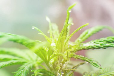 Büyümek kutusu çadır büyümek. Kuzey Işık zorlanma. Kapalı büyüyen esrar çiçek. Esrar dikim. Yasal eğlence esrar büyümek.