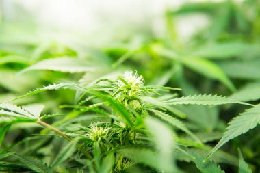 Esrar çiçeklenme başında. Kapı kenevir büyümeye. Yaprakların yeşil arka plan. Genç esrar bitki. Yasal esrar ekimi içinde belgili tanımlık ev. Cbd ile tıbbi indica.