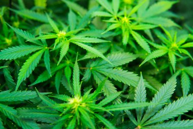 Kapı kenevir büyümeye. Esrar çiçeklenme başında. Yasal esrar ekimi içinde belgili tanımlık ev. Tıbbi indica yaprakların Cbd. yeşil arka plan ile. Genç esrar bitki.