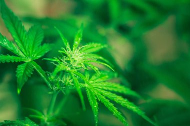 Marihuana bitkileri kapanıyor. Tıbbi esrar ve marihuananın yasallaştırılması. Marihuana yaprakları. Kapalı alanda yetiştirme. Ot ekiyorum. Yeşil arka plan. Kenevir çiçekleri.