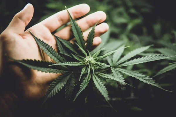 CBD a hormony