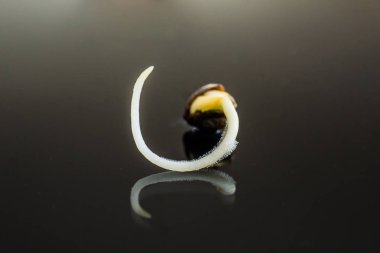 yakın çekim makro. Kenevir tohumu satışı. Vurgulama kenevir. Makro fotoğraf ekimi tohumları. kenevir tohumu ekili