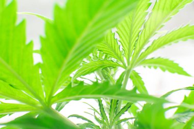 Esrar dikim. Esrar operasyonu büyümek. Esrar iş. Makro vurdu. Kapalı büyüyen kenevir çiçek. Ana sayfa eğlence yasal esrar büyümek.