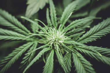 Genç esrar bitki. Esrar çiçeklenme başında. Tıbbi indica Cbd. Kuzey Işık zorlanma ile. Kapı kenevir büyümeye. Yasal esrar ekimi içinde belgili tanımlık ev. Moody renk