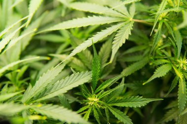 Kapı kenevir büyümeye. Genç esrar bitki. Yaprakların yeşil arka plan. Tıbbi indica Cbd. yasal esrar ekimi içinde belgili tanımlık ev ile. Esrar çiçeklenme başında.