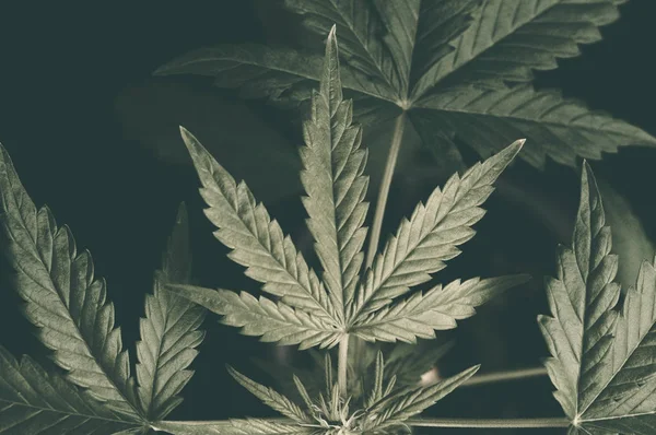 Planta de cannabis em uma panela em um fundo preto, vista superior. Folhas de marijuana indor groow — Fotografia de Stock