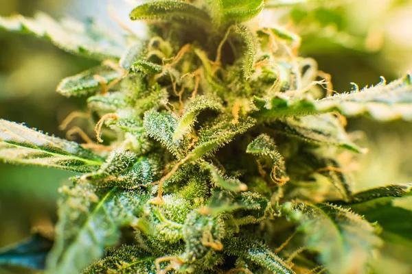 マリファナの毛花 Cbd。 若い大麻植物と Thc と Cbd。 薬用インディカ。花の緑の背景。大麻芽のマクロ撮影. — ストック写真