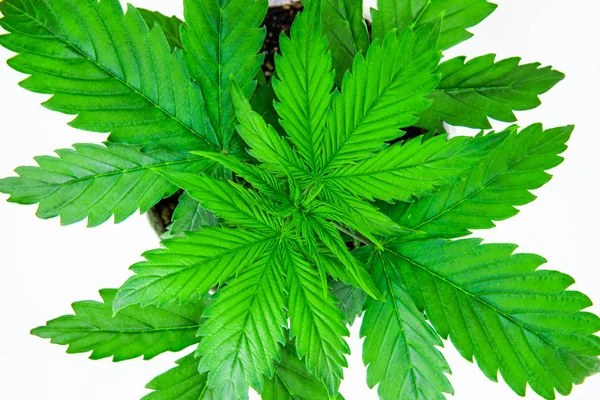 Marijuana bladen. Ovanifrån. Cannabis på en vit bakgrund isolera. Inomhus odling. Vegetationsperioden. Cannabisplantan växer. Vacker bakgrund. — Stockfoto