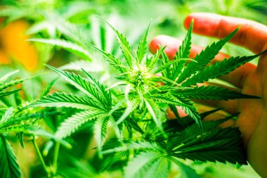 Esrar çiçekler. Esrar bırakır. Esrar ve bitkiler kapatın. Yeşil arka plan. Kapalı ekimi büyüyen. Tıbbi esrar ve marihuana yasallaştırma. Ot dikim. Üstten görünüm.