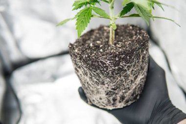 Profesyonel esrar ekimi esrar bitki güzel kökleri büyümek. Kökleri üretici elinde. Makro sağlıklı esrar kökleri. Kökleri esrar, CBD.