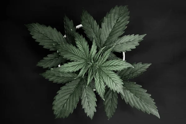 Marijuana bladen. Ovanifrån. Cannabis på en svart bakgrund isolera. Inomhus odling. Vegetationsperioden. Cannabisplantan växer. Vacker bakgrund. — Stockfoto