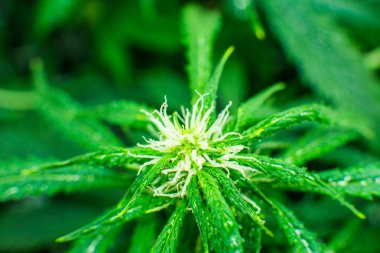 Genç esrar bitki. Tıbbi indica Cbd. esrar çiçeklenme başında. Yasal esrar ekimi içinde belgili tanımlık ev. Yaprakların yeşil arka plan. Kapı kenevir büyümeye.