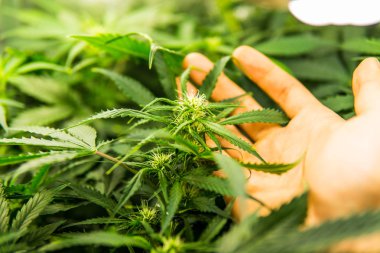 Yasal esrar ekimi içinde belgili tanımlık ev. Yaprakların yeşil arka plan. Esrar çiçeklenme başında. Genç esrar bitki. Tıbbi indica Cbd ile. Kapı kenevir büyümeye.