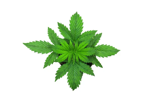 Vacker bakgrund. Ovanifrån. Inomhus odling. Cannabisplantan växer. vegetationsperioden. Marijuana bladen. Cannabis på en vit bakgrund. — Stockfoto