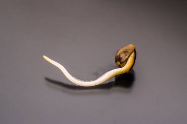 Makro fotoğraf ekimi tohumları. Kenevir tohumu filizlenme. Kenevir tohumu. Germinated esrar tohumu. Siyah bir arka plan üzerinde kök. yakın çekim makro.