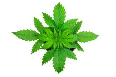 Güzel arka plan. Üstten Görünüm. Kapalı ekimi. Büyüyen esrar bitki. bitki örtüsü dönemi. Esrar bırakır. Beyaz bir arka plan üzerinde esrar.