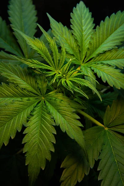 green background, vegetation marijuana plants, cannabis cultivation, CBD in hemp, Growing indica cannabis, marijuana leaves