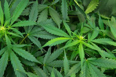 Yasal esrar ekimi içinde belgili tanımlık ev. Tıbbi indica Cbd. esrar çiçeklenme başında. Kapı kenevir büyümeye. Yaprakların yeşil arka plan. Genç esrar bitki.