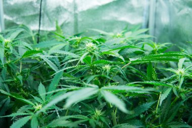 Kapı kenevir büyümeye. Yasal esrar ekimi içinde belgili tanımlık ev. Tıbbi indica yaprakların Cbd. yeşil arka plan ile. Esrar çiçeklenme başında. Genç esrar bitki.