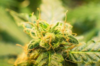 Yeşil renkli çiçek. Genç esrar bitki. Esrar tomurcuğu trichomes esrar çiçek Thc ve Cbd. tıbbi indica Cbd. makro ile vurdu.