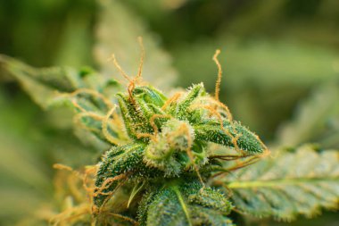 Makro çekim esrar bud. Tıbbi indica çiçek Cbd. yeşil arka plan ile. Trichomes esrar çiçek Cbd. genç ve Thc kenevir bitki ile.