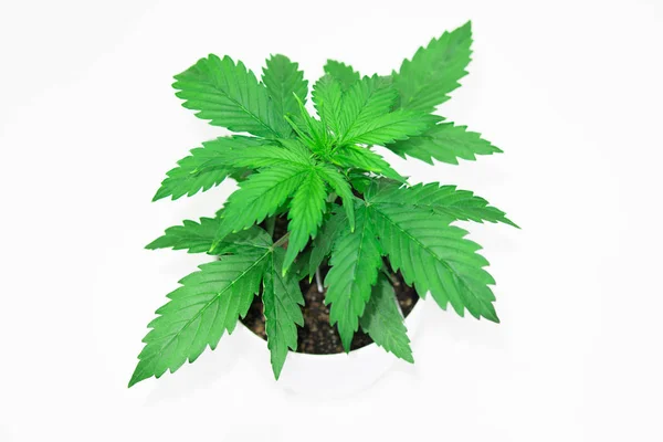 闭上你的嘴室内种植。植被期。大麻植物生长。美丽的背景。大麻在白色背景隔离。大麻叶. — 图库照片