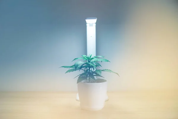 Cultiver de la marijuana à la maison. Du cannabis sur la table. Concept de culture intérieure de culture sous lumière artificielle. Ferme là. Feuilles de marijuana. Plante de cannabis en croissance. Période de végétation . — Photo