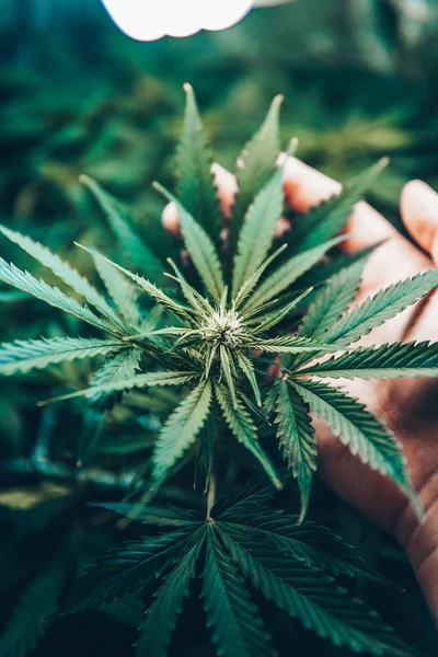 Unga cannabisplantan. Läkemedel indica med Cbd. Green bakgrund av bladen. Odla hampa i dörren. Laglig Marijuana odling i hemmet. Vertikala insta-bild. — Stockfoto