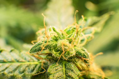 Makro çekim esrar bud. Yeşil renkli çiçek. Trichomes Thc ve Cbd. Genç esrar esrar çiçek bitki. Cbd ile tıbbi indica.